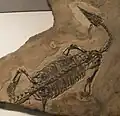 Endennasaurus