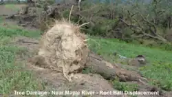 An uprooted trees in a small field of grass; the roots are facing the camera.