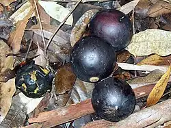 Large fruit of Endiandra globosa