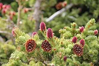 Purple immature cones and yellow mature cones from the previous year. No male pollen cones are visible; the brownish-golden branch tips are protective bud scales being shed from the spruce buds[11]