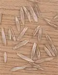 Seeds
