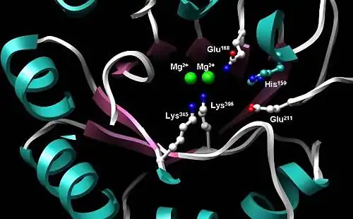 Active site of enolase in the middle of the C-terminal domain's barrel. Depicted are two Mg2+ cofactors and five highly conserved residues imperative for proper catalytic function: His159, Glu168, Glu211, Lys345, Lys396.