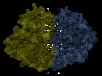 3-D depiction of enolase dimer in antiparallel orientation. One dimer's N-terminal Glu20 forms an ionic bond with the other's C-terminal Arg414 to stabilize the enzyme's quaternary structure.