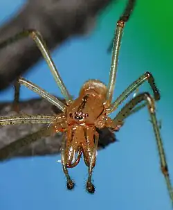 male E. molesta