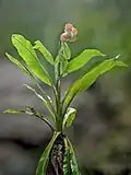 Ensete superbum at Western Ghats Mountains