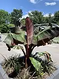 Ensete ventricosum 'Maurelii', a cultivar that is hardy to zones 9-11
