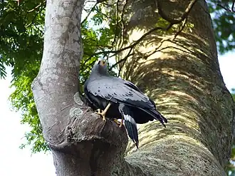 At the Entebbe Botanical Gardens, Uganda