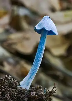 Entoloma hochstetteri