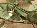 Cocoon