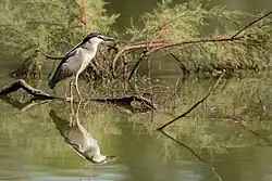 Black-crowned night heron, Dehesa de abajo, Seville