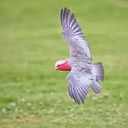 Male in flight