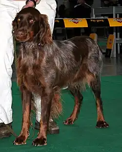"A person in white trousers holds a brown spaniel with white ticking by a short lead."