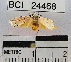 Epeiromulona thysanata