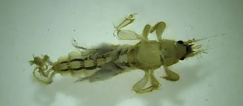 Larva of mayfly