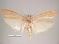 Male, ventral view