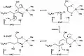 Mechanism of ribulose 5-phosphate 4-epimerase in active site