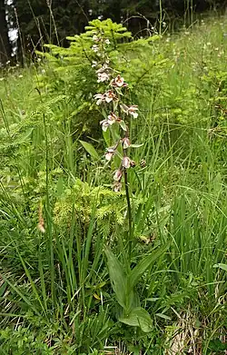 Marsh helleborine