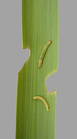 Caterpillars feeding on a leaf