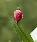 Fruit