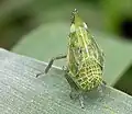 nymphal Dictyophara europaea (Dictyopharidae)