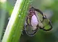 Moth Epiricania hagoromo (Epipyropidae) feeding on planthopper Euricania facialis