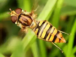 Marmalade hoverfly
