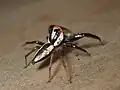 male from Hong Kong