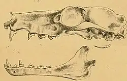 Drawing of bat skull