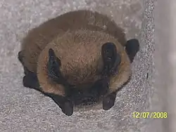 The image is a drawing of a meridional serotine bat