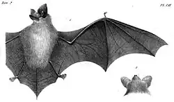 Drawing of bat