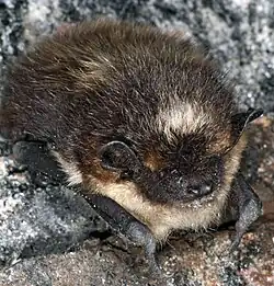 The image depicts a sleeping bat
