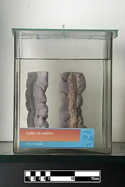Image 2Equine colon (from Equine anatomy)