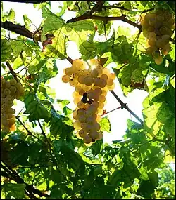 Erbaluce grapes ready for harvest