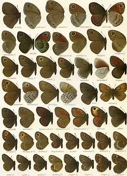 Another Macrolepidoptera of the World plate, showing larger species.