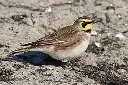 Horned lark, Scania