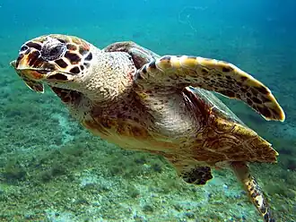 A hawksbill sea turtle