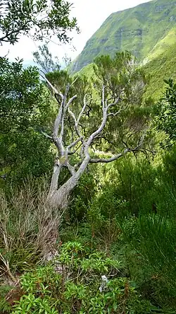 As a tree in Madeira