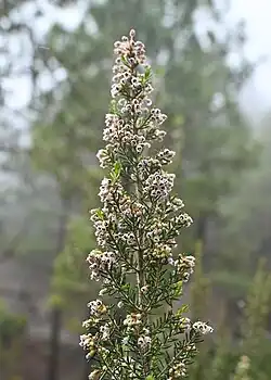 Elongated pyramidal inflorescence