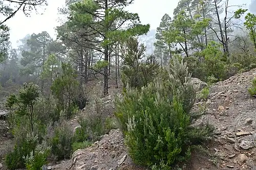 As a shrub in pine forest habitat