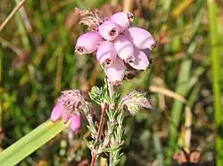 Erica tetralix