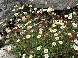 Habit