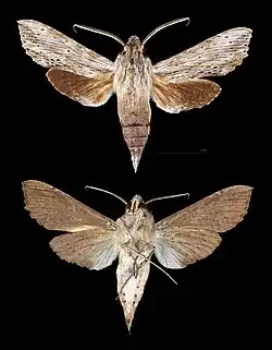 Erinnyis guttularis