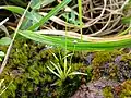 Eriocaulon - emergent