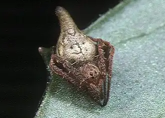 E. pseudocentrodes