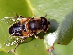 Eristalis pertinax female