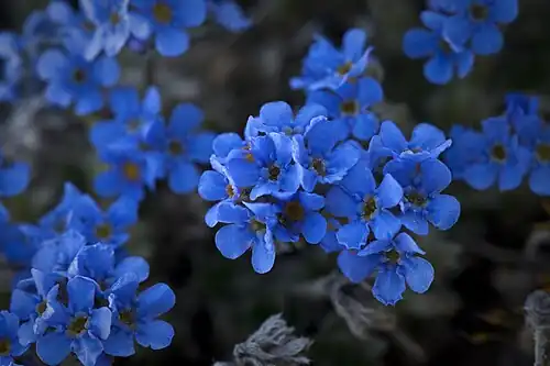Eritrichium nanum var. aretioides in Alaska