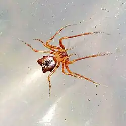 E. tuberculata
