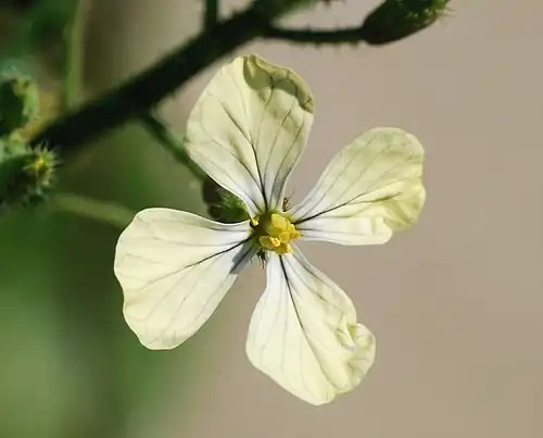 Flower