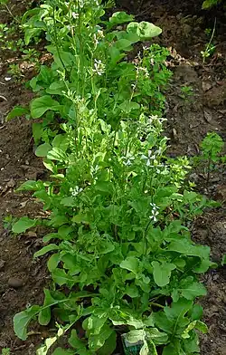 Young plants