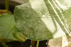 Erysiphe takamatsui infecting Nelumbo in the UK.